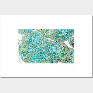 Pancreatic secretory cells, TEM (P540/0120) Posters and Art